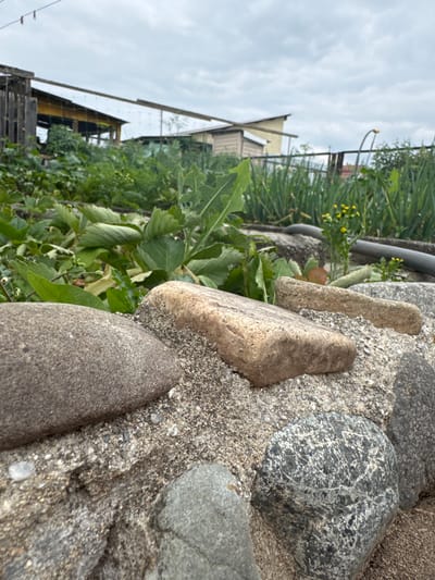 The image depicts a garden with various vegetables and plants growing. In the foreground, there are several rocks and stones that appear to be part of a border or pathway. Beyond the rocks, green foliage and tall, thin green plants, possibly onions or leeks, are visible. In the background, there are some wooden structures that resemble sheds or outbuildings, along with a grey, overcast sky. The scene is likely an outdoor garden in Chuguyevka, Russia. There are no people or specific actions captured in the image.
