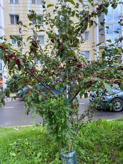 A medium shot captures a young tree laden with small, dark red crabapples, positioned on the grassy verge of a paved road. The tree, secured at its base by a clear plastic protective covering, stands in front of a modern apartment building with a yellow and white facade. The building features multiple windows, some open. A blue car is partially visible parked on the road, and a portion of a teal-colored car's front fender and wheel are also in view. The scene suggests an urban or suburban setting in Goluboye, Russia.