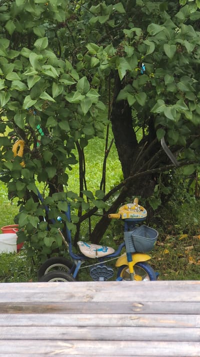 A blue and yellow children's tricycle is parked outdoors in Yarishnoe village, Russia. The tricycle is positioned in front of a large tree with dense green foliage and is partially obscured by the branches. The ground around the tricycle is covered in grass and fallen leaves. To the left of the tricycle, a white bucket and a red bucket are visible. The scene is viewed from a slightly elevated perspective, with the foreground occupied by wooden planks. The overall impression is one of a quiet, natural setting, possibly a backyard or garden.