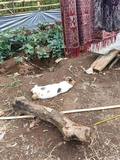 A cat sprawls on the ground amidst foliage, dirt, and fallen debris. Its white fur is marked with brown and black spots. Above the cat, patterned textiles hang, seemingly drying in the open air. Further back, a green plant bed with a gray plastic sheet backdrop is visible. A large piece of wood lies in the foreground, near the cat's head.