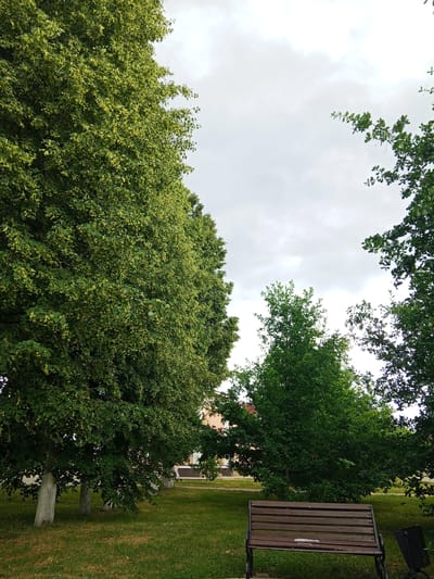 A medium shot captures a park setting with lush green grass and several large trees. In the foreground, a wooden park bench with dark brown slats and black metal legs sits on the grass. To the right of the bench, a dark trash receptacle is partially visible. Behind the bench, the ground slopes gently upwards, with more trees and a building visible in the background. The trees are dense with green foliage, and some have light-colored trunks. The sky above is overcast and pale gray. The scene appears calm and peaceful, likely during the daytime with diffused light. The location is suggested to be Panino, Russia.