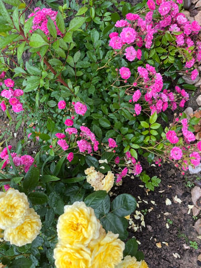 This is an overhead shot of a garden bed with roses in Otyakovo, Russia. There are two types of roses prominently displayed: a cluster of small, bright pink roses with multiple blooms and a few larger, yellow roses with fuller petals. The foliage is lush and green, with many leaves showing water droplets, suggesting recent rain. The ground beneath the plants is dark soil with scattered pebbles and fallen rose petals. A few dried, pale yellow rose blooms are also visible. The scene is natural and appears to be outdoors in a residential garden.