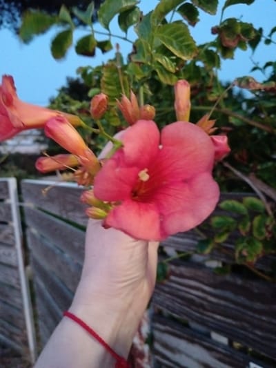 A close-up shot captures a hand holding a large, vibrant pink trumpet flower against a backdrop of greenery and a wooden fence. The sky above is a soft blue, suggesting it might be dusk or dawn. The hand is adorned with a thin red string bracelet. The flower is the focal point, its petals unfurling and revealing a lighter yellow stamen. Several smaller, unopened buds are visible around the main bloom, hinting at more flowers to come. The wooden fence, made of weathered planks, runs horizontally across the lower portion of the image, providing a rustic texture. The surrounding foliage is lush and green, with some leaves showing hints of red or brown, indicating potential autumn colors or natural variations. The scene appears to be in an outdoor setting, possibly a garden or yard. The location is identified as Municipal Unit of Vrachneika, Greece.