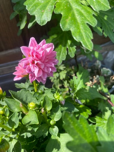 A close-up, outdoor, sunlit photograph features a vibrant pink dahlia flower in full bloom, positioned centrally. The flower exhibits numerous delicate petals arranged in a layered, intricate pattern. Behind the dahlia, green leaves of various shapes and sizes are visible, some of which are out of focus, creating a depth-of-field effect. In the background, a blurred wooden fence and a glimpse of a pot suggest an urban garden setting. The image appears to be taken in Lütjenwestedt, Germany, based on the provided context. No people or specific actions are depicted.