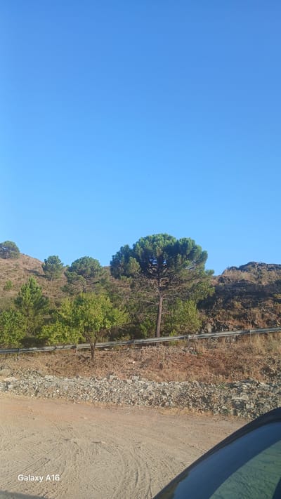 The image depicts a roadside scene in Montemayor, Spain, under a clear blue sky. The foreground shows a dirt road with tire tracks and scattered rocks. A portion of a dark-colored vehicle is visible in the lower right corner. Beyond the road, a rocky embankment rises, covered with dry brush and dotted with green vegetation, including several trees. A metal guardrail runs horizontally across the scene, separating the road from the embankment. The background features a hillside with more trees, primarily pine trees, and a prominent, mature pine tree in the center. The overall environment appears dry and arid, suggesting a rural or natural setting.