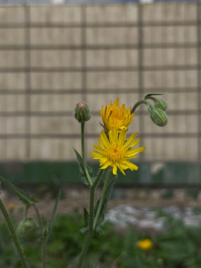 A close-up, medium shot shows a cluster of yellow wildflowers with green buds against a blurred background of a beige brick wall with horizontal lines. The main subject is a plant with two open yellow flowers and three green buds. The larger, bottom flower has narrow, pointed petals radiating outwards. The smaller, top flower is slightly closed, revealing its yellow petals within. Several green buds are visible, some closed tightly and others partially open, some on upright stems and one on a curved stem. The stems and leaves of the plant are covered in fine hairs, giving them a fuzzy appearance. The background wall appears to be a fence or building exterior. Below the wall is a band of blurred green foliage. The image is taken in Nova Odesa, Ukraine, in an outdoor environment.