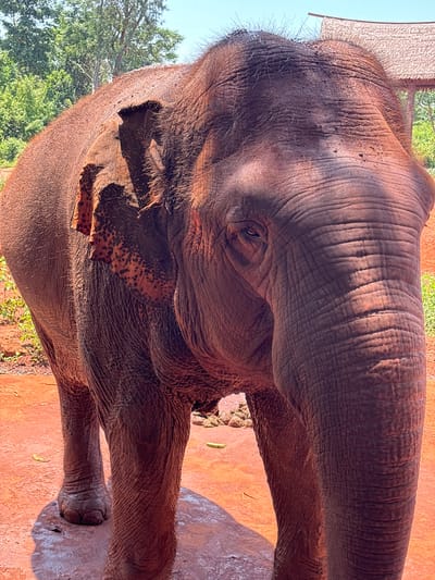 The image shows an elephant standing on reddish-brown ground. The elephant is facing towards the viewer and is partially obscured by shadows. Its skin is wrinkled and thick, with sparse hair visible on its head and body. The elephant's left ear is visible, with dark spots on a pinkish background. In the background, there are trees and a thatched roof structure. The ground appears to be a dirt or clay surface, with some scattered leaves.