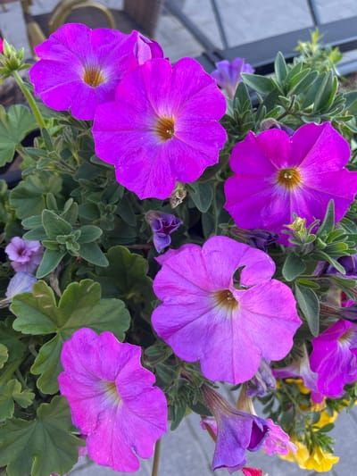 The image shows a close-up of several vibrant purple petunia flowers in bloom, set against a backdrop of green foliage. The flowers are in various stages of opening, with some fully bloomed and others still in bud. The petals are soft and velvety, with delicate veins running through them. The center of each flower is a golden yellow, adding a touch of contrast to the purple hues. The image appears to be taken outdoors, likely in a garden or on a balcony, as suggested by the soft natural light and the presence of other plants and outdoor elements in the background, such as a blurry glimpse of what could be outdoor furniture and a grey paved surface. No people are visible in the image. The scene is a still life of blooming flowers, captured in a moment of natural beauty. There is no identifiable location in the city of Oulu, Finland.