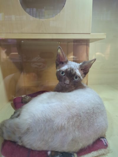 A Devon Rex cat with distinctive curly fur and large ears is lying on a pink cushion inside a wooden and glass enclosure. The cat's eyes are wide open and looking directly at the camera. The enclosure appears to be a pet habitat or display case, possibly in a pet store or shelter. The background consists of light-colored wood and a reflective surface, suggesting a clean and organized environment. The overall lighting is soft and natural. There is no indication of the location within Xishan District, China.