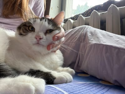 A domestic cat with white and brown fur is lying on a patterned blue surface, likely a bed, in a room in Колычёво, Russia. A person's hand is gently stroking the cat's cheek. The background shows a radiator and a window with trees visible outside, suggesting an indoor domestic setting. The overall lighting indicates it is daytime, possibly late afternoon.