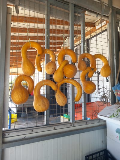 In Platani, Greece, a metal grate structure displays ten elongated, curved, orange gourds. Each gourd is suspended by thin green twine, creating a unique visual arrangement. The gourds vary slightly in size and shape, with some exhibiting a more pronounced curve than others. They appear to be drying or curing in an outdoor or semi-outdoor setting, possibly a market stall or a farm stand. The background reveals a glimpse of what seems to be a utility area, with a parked vehicle and various containers visible through the grate. The scene is illuminated by natural daylight.
