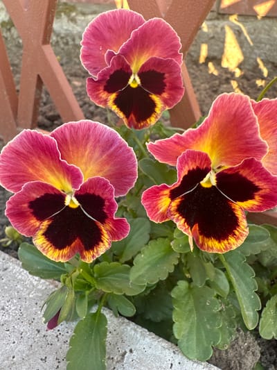 The image shows a close-up of three blooming pansies with dark maroon centers fading into yellow and then pinkish-red petals. A single pansy bud, partially closed and showing deep pink, is visible in the lower left corner. The flowers are in a garden setting, with green leaves surrounding them. In the background, there is a reddish-brown decorative fence and a stone or concrete border. The scene is outdoors, possibly in a backyard or park, with the lighting suggesting it might be daytime. The image is focused on the flowers, with the background slightly blurred. There are no people visible in the image. The location is specified as Воронежское-2, Russia.