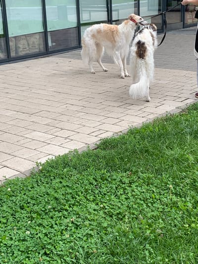 Two Borzoi dogs are on a paved walkway in front of a building with large windows. One dog, a lighter color, stands to the left with its head turned towards the second dog. The second dog, white with brown markings on its back, is on the right, facing away from the camera, and appears to be sniffing or interacting with the first dog. Both dogs are on leashes. A person's hand is visible at the top right, holding one of the leashes. To the right of the walkway is a patch of green grass and clover. The building's windows reflect the sky and possibly some interior elements, though they are largely obscured. The walkway is constructed of rectangular paving stones. The overall scene suggests a moment of interaction between the two dogs outdoors, likely in a public space within Novoe Shigaleevo, Russia.