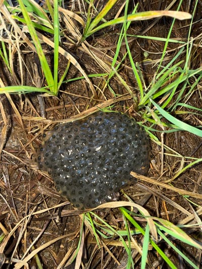 A high-angle close-up image captures an ovate mass of amphibian spawn resting on damp, dark brown soil. The spawn comprises numerous translucent, gelatinous spheres, each containing a dark, spherical embryo. The immediate environment includes vibrant green grass blades and dried, light brown organic matter. The ground exhibits a wet, muddy consistency with visible detritus. The scene is located in the city of Southampton, United Kingdom.