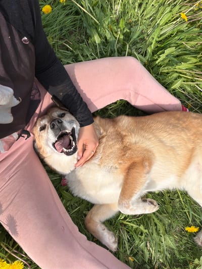 A dog is lying on its back in the grass with its mouth open and tongue out. A person's legs and hand are visible in the frame, the hand is gently petting the dog's chin. The dog is light brown and white, with a red collar. The person is wearing pink pants and a black long-sleeved shirt. The environment is a grassy field with yellow dandelions. There is no indication this scene is in Petropavlovsk-Kamchatskiy, Russia.