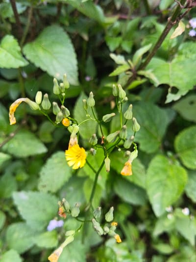 A close-up reveals a cluster of green foliage interspersed with slender stems bearing yellow flowers and numerous closed, bud-like structures. Some flowers are in full bloom while others appear to be wilting. The scene is set against a backdrop of more green leaves, creating a dense and natural environment.