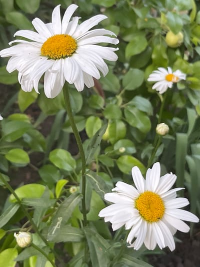 This is a close-up, vertical shot of several daisies with white petals and yellow centers, set against a background of lush green foliage. The primary focus is on two fully bloomed daisies, one in the foreground on the left and another in the lower right quadrant. A smaller, less distinct daisy is visible in the upper right background. Several unopened buds are also scattered amongst the leaves. A small, yellow fruit, possibly a crabapple, hangs on a branch in the upper right. The setting appears to be a garden or natural outdoor space, likely in Seredivka, Ukraine, given the context provided. The lighting suggests it is daytime.