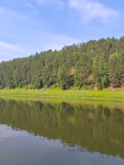 The image depicts a tranquil natural scene along the bank of a river, likely in Piskunovka, Russia, under a clear blue sky with sparse white clouds. The foreground is dominated by the still, reflective surface of the water, mirroring the lush green forest that lines the opposite bank. The forest itself is dense, comprised of various types of trees, predominantly coniferous pines, with some deciduous trees interspersed, creating a varied texture of green hues. The trees grow on a gentle slope, with a strip of vibrant green grass and smaller vegetation along the water's edge. The overall impression is one of natural beauty and serenity, with no human presence visible.