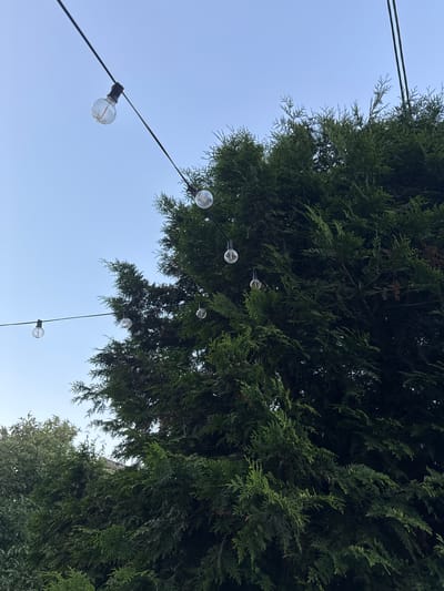 The image displays an outdoor scene against a clear sky. Several string lights with clear, Edison-style bulbs are strung horizontally across the frame, some suspended above a large evergreen tree. The tree, a conifer with dense, dark green foliage, dominates the right side of the image. In the background, to the left of the conifer, are glimpses of other trees with lighter green foliage and what appears to be a building roof. The lighting suggests it is daytime, likely in the late afternoon or early evening given the soft light. There are no people visible in the image. The location is identified as Воин Снт, Russia.