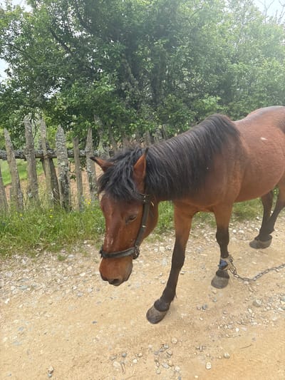 A brown horse with a black mane is standing on a dirt and gravel path in Mikrevo, Bulgaria. The horse is wearing a bridle and is tethered to a chain. A weathered wooden fence runs along the left side of the path, with trees and vegetation visible behind it. The ground is covered with grass and small yellow flowers.