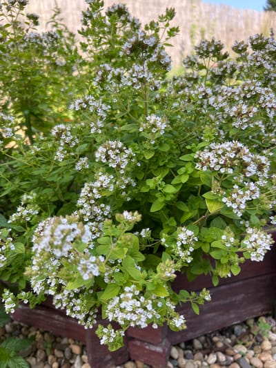 A close-up, eye-level shot captures a dense cluster of oregano plants in bloom, set against a blurred background of a wooden fence and a bright sky. The oregano plants are characterized by numerous small, white flowers arranged in clusters atop vibrant green stems and leaves. Some of the flowers show signs of browning, indicating they are past their peak bloom. The plants are contained within a dark wooden planter box, which rests on a bed of small, light-colored pebbles. The overall impression is one of a lush, cultivated garden space. The location is identified as Trubitsyno, Russia. There are no people, animals, or visible actions in the image. The scene is static and focuses solely on the botanical subject matter.