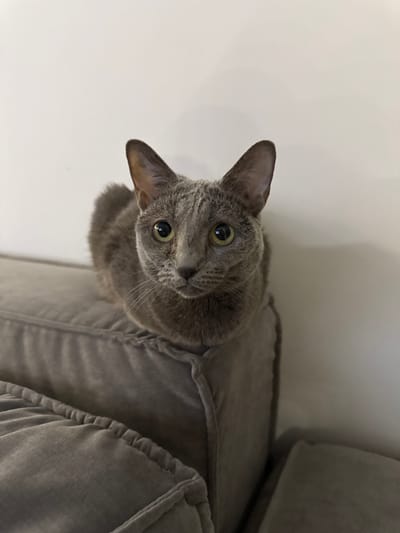 A gray cat is sitting on a gray couch in front of a white wall. The cat is looking up at the camera with its head tilted to the left. It is sitting on a pillow of the couch. I cannot confirm its location.