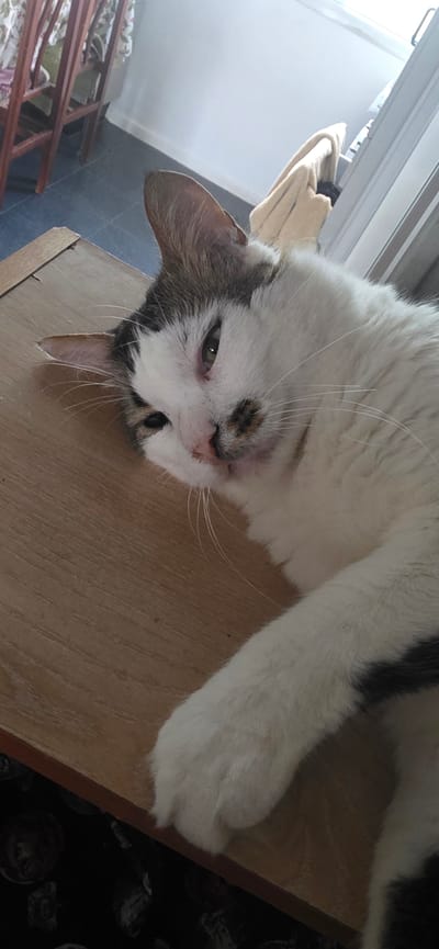 The media file shows a close-up, rotated view of a domestic cat lying down on a wooden surface. The cat is predominantly white with patches of grey and black fur on its head, ears, and back. Its eyes are partially closed, and its head is tilted, giving it a relaxed or sleepy appearance. The cat's paws are visible, one of which is resting on the wooden surface. The background is slightly blurred, but hints of a window with blinds, a floor, and some furniture can be discerned. The lighting suggests it could be daytime. The overall impression is of a comfortable and relaxed pet in an indoor setting, likely a home. There is no visible text in the media file. The location context is Karmiel, Israel.
