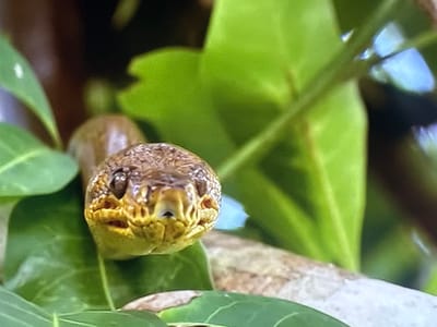 The image is a close-up shot of a snake's head, peeking out from behind lush green leaves. The snake's scales are a mottled brown and tan, and its eyes are dark and beady. Its mouth is slightly open, revealing a hint of yellow coloring inside. The snake appears to be resting or observing its surroundings, as there is no indication of movement. The background is a blur of green foliage and a hint of what might be a branch or rock. The lighting suggests it could be daytime, possibly outdoors in a natural setting. There is no visible text in the image. The focus is entirely on the snake and its immediate environment.