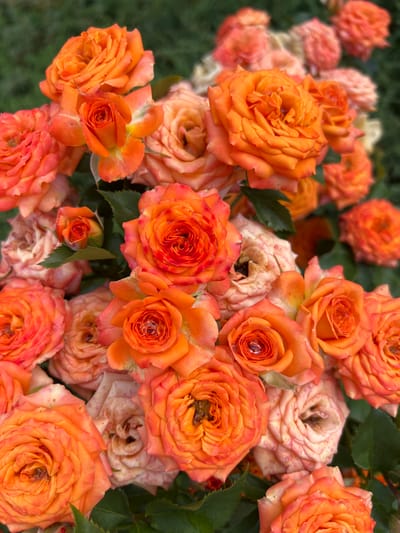 A close-up, eye-level shot captures a dense cluster of vibrant orange roses in full bloom. The roses, with their tightly packed petals, display various stages of opening, from tightly furled buds to fully unfurled blooms. Dewdrops glisten on some of the petals, reflecting the light. The background is a soft blur of green foliage and other out-of-focus roses, creating a shallow depth of field that emphasizes the subject. The overall impression is one of natural beauty and abundance. The scene is situated in the city of Shchepkin, Russia, implying an outdoor setting, likely a garden or park. There are no people or animals visible in the image.