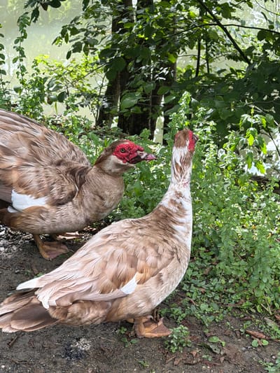 Two Muscovy ducks are standing on the muddy bank of a body of water, likely a river or lake, in Semenovka, Russia. The ducks have brown and white feathers, with one duck exhibiting distinctive red warty skin around its eyes and beak. Lush green foliage and trees surround the water. The lighting suggests it is daytime.