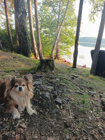 A fluffy, light brown dog lies on the ground in the foreground. The dog is facing the camera and has its ears perked up. The ground is covered with grass, pine needles, and small stones. In the background, there are several tall trees with dappled sunlight filtering through their leaves. Beyond the trees, a calm body of water, likely a lake, is visible. The sky is bright and clear. To the right of the dog, a black object, possibly a chair or couch, is partially visible. Further in the background, near the water's edge, are a few small red and blue objects, possibly toys. The overall scene appears to be a natural, outdoor setting, likely a park or a lakeside recreational area within Nepryakhinskoye Sel'skoye Poseleniye, Russia.