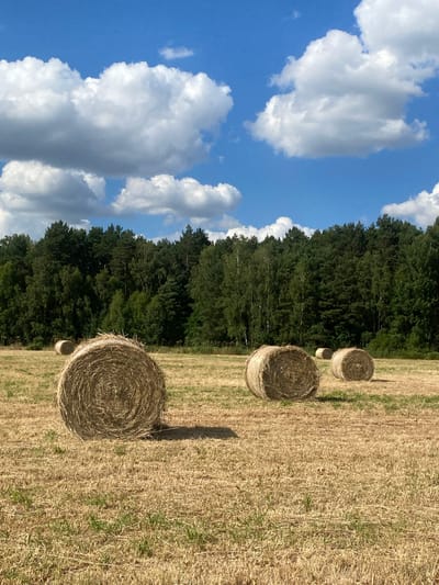 The image depicts a rural scene in Barycz, Poland, under a bright blue sky with fluffy white clouds. The primary subjects are several large, round hay bales scattered across a golden, dried-grass field. The field appears to have been recently harvested, with visible rows of cut stalks.
Behind the field, a dense, dark green forest stretches horizontally across the middle ground, creating a stark contrast with the open field and sky. The hay bales are positioned in a line, suggesting they have been collected or are awaiting transport. The largest bales are in the foreground and middle ground, while smaller ones are visible further back.
The lighting suggests it is daytime, likely mid-morning or afternoon, with clear weather. The sunlight casts distinct shadows from the hay bales onto the field, indicating a sunny day. The overall impression is one of a peaceful, agricultural landscape in the Polish countryside, possibly during the late summer or early autumn harvest season. There is no visible text in the image.