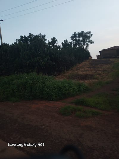 The image shows an outdoor scene with a dirt road in the foreground. To the left, a dense row of tall, spiky green plants, possibly euphorbias, forms a natural barrier. Beyond these plants, the ground slopes upwards and is covered with dry grass and some patches of green vegetation. On the upper right side of the slope, a small, rustic building with a corrugated iron roof is visible. The sky above is a pale blue, with thin, horizontal lines that could be power lines running across it. A utility pole with a dark object attached to it stands to the far left. In the lower left corner of the image, the text "Samsung Galaxy A03" is overlaid. The overall impression is of a rural or semi-rural environment, possibly on the outskirts of a town. The lighting suggests it is either early morning or late afternoon. There are no people visible in the image. The location in Jibilik, Nigeria is not indicated by any visual cues in the image itself.