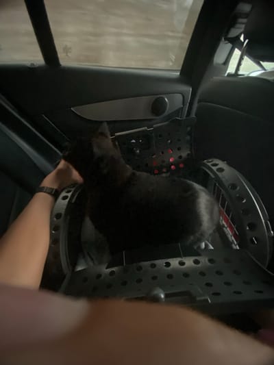 The image depicts a close-up view of a black cat being placed into a round, grey carrier with a perforated design. The carrier is situated inside what appears to be the interior of a vehicle, possibly on the passenger side. The cat's head and upper body are visible as it is being gently guided into the carrier. A human hand, wearing a dark watch on the wrist, is seen assisting in placing the cat.
The setting suggests an indoor environment, likely a car, with dark interior elements and a reflective surface visible on the left, possibly a window or a car door panel. The lighting is somewhat dim, indicating it could be daytime with overcast conditions or evening. There are no discernible weather cues or clear location markers besides the provided context of Donje Mrke, Montenegro. The overall emotion conveyed is one of care and necessity, as the cat is being secured for travel. No visible text is present in the image.