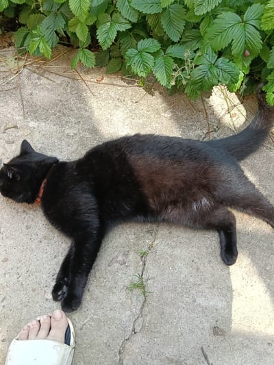 A black cat wearing an orange collar is lying on a cracked concrete surface, with its body stretched out. In the foreground, a human foot wearing a white sandal is visible. Behind the cat, a patch of green foliage, possibly strawberry plants, is growing. Sunlight casts shadows on the concrete. The scene appears to be an outdoor area in Вережи Снт, Russia.