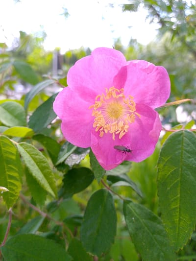 A pink flower, possibly a wild rose, is in full bloom, its petals spread wide. The center of the flower is a vibrant yellow, with numerous stamens clustered together. A small, dark insect with long antennae is perched on one of the lower petals. The flower is surrounded by lush green leaves, some of which are slightly out of focus. The background is a blur of green foliage and bright sky, suggesting an outdoor setting. The scene appears to be from a garden or natural area, likely in Neryungri, Russia, given the context. The lighting suggests it is daytime, with soft sunlight filtering through the leaves.