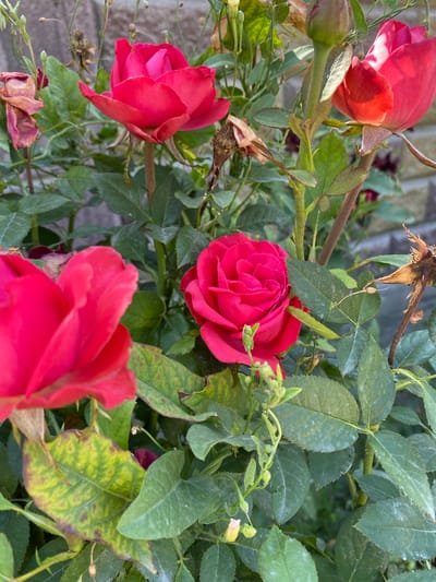 This media file showcases a close-up view of several vibrant red roses in bloom, interspersed with green foliage. The roses vary in their openness, with some appearing as tightly furled buds and others fully blossomed with intricate petal layers. The leaves are predominantly a deep green, though some show signs of yellowing or browning, suggesting the natural cycle of the plant or perhaps the influence of weather.

The scene is outdoors, with a textured brick wall visible in the background, hinting at a garden or a planted area near a structure. The lighting suggests it is daytime, with sunlight filtering through the leaves and illuminating the petals of the roses, creating subtle highlights and shadows. There are also some dried, withered rose petals and seed pods visible, adding to the natural and somewhat wild aesthetic of the scene.

The overall impression is one of natural beauty and the ongoing process of growth and decay within a garden setting. There is no text visible in the image. The location context of Alamüdün, Kyrgyzstan, places this scene within a specific geographical and cultural setting.