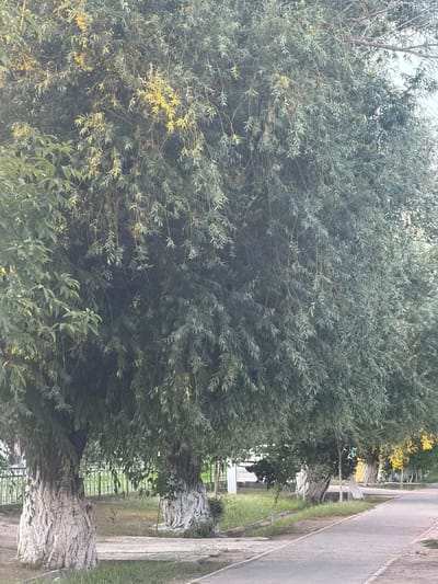 The image depicts a row of trees with dense foliage lining a paved pathway. The trees have thick, textured trunks, with the lower portions of some trunks painted white. The ground adjacent to the pathway is covered in grass and dirt. In the background, a light-colored metal fence is visible. The scene appears to be an outdoor public space, possibly a park or a street in the city of Ayteke Bi, Kazakhstan. The lighting suggests it is either early morning or late afternoon. There are no people or animals visible in the image.