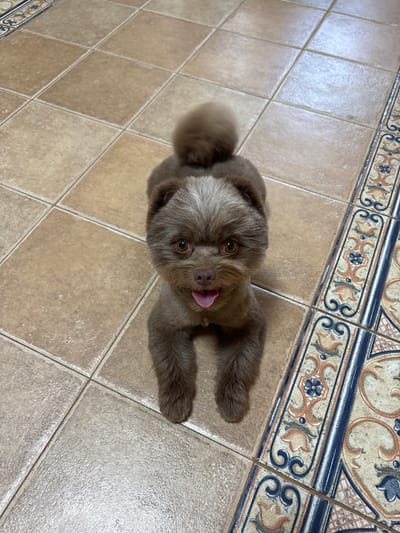 A small brown dog with a fluffy tail stands on a tiled floor. The dog is facing the camera with its tongue slightly out. The floor is made of square, beige tiles with decorative patterned tiles on the right side of the image. The setting appears to be indoors. There are no people visible in the image. The location is specified as Novoarkhangelskoye, Russia.