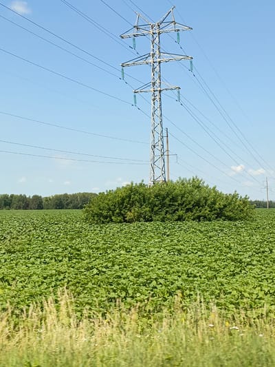 In a rural setting, possibly in the vicinity of Таптыково, Russia, a large, green field dominates the foreground, stretching towards a treeline in the background. The field appears to be a crop of young plants, dense and uniform in their greenness, with some taller, dry grass and small wildflowers visible at the very bottom edge of the frame. A prominent electrical transmission tower, made of metal lattice, stands tall in the middle ground, with thick electrical cables extending horizontally across the bright blue sky, which is dotted with a few small white clouds. To the left of the tower, a dense, bushy green tree or cluster of trees interrupts the otherwise flat expanse of the field, reaching up to the level of the lower cables. In the distance, a line of trees marks the horizon, and a second, less substantial power pole can be seen further to the right. The scene is lit by clear daylight, suggesting a daytime shot.