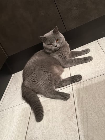 A British Shorthair cat with grey fur and amber eyes is lying on a light-colored tiled floor. The cat is positioned on its side, with its front paws extended and its hind legs tucked underneath. The background consists of dark, matte cabinets. The scene is indoors, likely in a kitchen or living area. The lighting is dim, casting soft shadows. There are no people or other animals visible in the image.