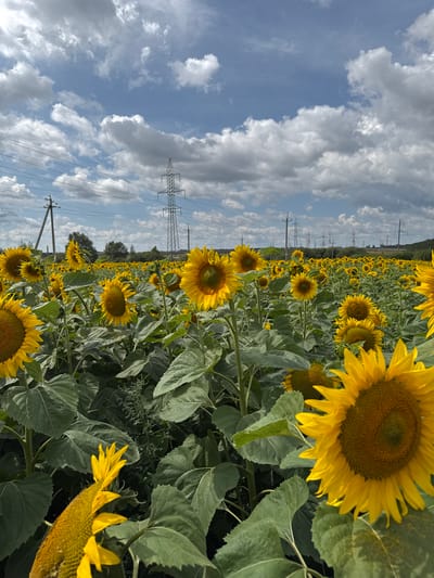 This image depicts a vast field of sunflowers under a partly cloudy sky. The sunflowers, in full bloom with bright yellow petals and brown centers, dominate the foreground and extend into the midground. Their large green leaves are lush and vibrant. In the background, several power transmission towers and lines crisscross the horizon, suggesting the presence of industrial infrastructure. The overall environment appears to be rural or semi-rural, with a hint of a wooded area on the far right. The sky is a mix of blue and white clouds, indicating fair weather. The image does not contain any people or animals. The location is specified as Kazyli, Russia.