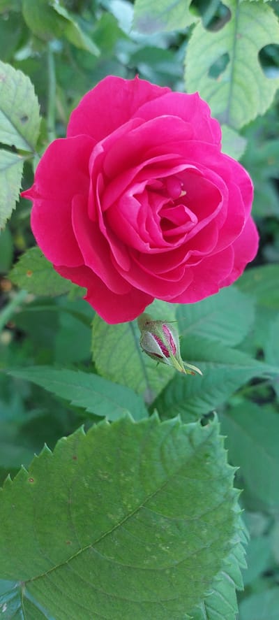 A close-up, vertical shot features a vibrant pink rose in full bloom, with its delicate petals unfurling in the center. Below the rose, a tightly closed bud, also tinged with pink, hints at future blooms. The rose and bud are set against a backdrop of lush green foliage, with some leaves showing serrated edges and subtle variations in color. There are no people or specific urban elements visible to indicate a location within Shepetivka, Ukraine; the scene appears to be a natural outdoor setting.