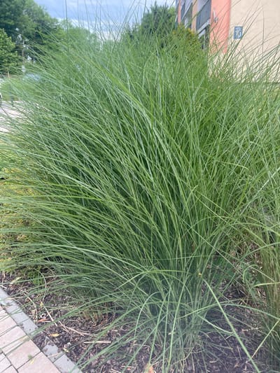 In Konstantynów Łódzki, Poland, a large clump of tall, slender green ornamental grass dominates the foreground of the image. The grass has fine, arching blades that create a dense, flowing texture. Behind the grass, a building with a light-colored facade and a section of salmon-colored wall is visible, along with trees and a cloudy sky. The ground beneath the grass is covered in mulch and a small section of a paved pathway made of light-colored rectangular stones.