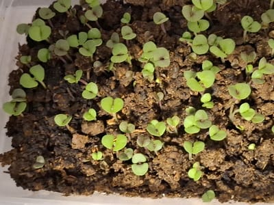 The scene, located in Kliment, Bulgaria, presents a close-up, overhead view of numerous small plant seedlings growing densely in dark, moist soil. The seedlings are in early stages of development, each featuring two light green, broadly oval or heart-shaped cotyledon leaves and thin, often reddish-purple stems. The soil contains visible organic matter and is contained within a translucent white or clear plastic vessel, partially visible along the left and bottom edges of the frame. No human subjects, animals, or actions are depicted other than the botanical growth. The lighting is even, suggesting an indoor or controlled environment.