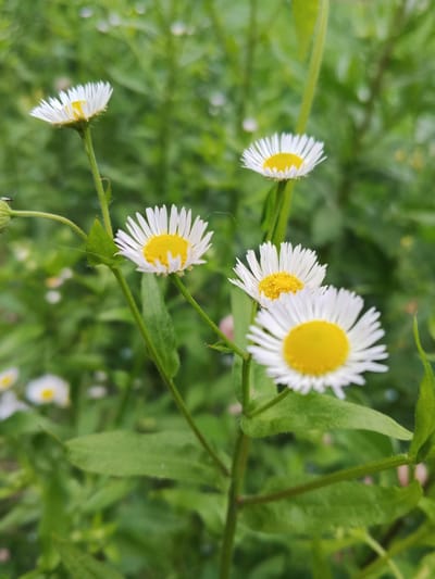 The image showcases a close-up view of several small, daisy-like flowers with white petals and yellow centers. They are growing on green stems with some leaves visible. The background is a soft blur of green foliage, suggesting a natural outdoor setting like a meadow or garden. The lighting appears natural, hinting at daytime, possibly overcast weather given the diffused light. There are no people or text visible in the image. The focus is entirely on the delicate beauty of the wildflowers. The overall impression is one of natural simplicity and tranquility.