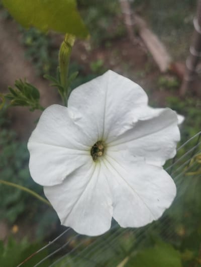 A close-up, eye-level shot captures a white petunia flower in full bloom, positioned slightly off-center to the right of the frame. The flower's petals are broad and somewhat ruffled, with delicate veins visible. In the center of the flower, a small, dark insect, possibly a bee, is partially visible, suggesting it is collecting nectar or pollen.

The background is softly blurred, creating a shallow depth of field that emphasizes the flower. The environment appears to be a garden or natural outdoor setting, with hints of green foliage and brown soil. A thin wire fence runs horizontally across the lower portion of the image, its metallic sheen catching the light. The overall lighting suggests it is daytime, with a diffused natural light source. The specific location of Kyzyl-Senir, Kyrgyzstan, is not visually represented in the image itself.