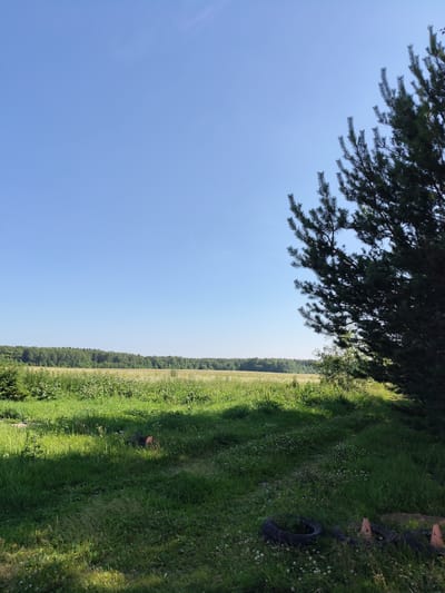 The image depicts an outdoor scene in Melikhovo, Russia, under a clear blue sky. In the foreground, lush green grass is partially shaded, with several discarded objects including a black tire and two orange traffic cones visible on the ground. A tall pine tree dominates the right side of the frame, its dark green needles casting shadows. Beyond the immediate foreground, a field of wild grass and white wildflowers stretches towards a dense, dark green forest line that forms the horizon. The overall impression is of a rural or semi-rural landscape on a bright, sunny day.