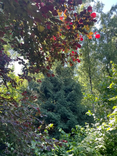This media file shows a view looking up into a canopy of trees in a forest setting. The leaves of several different tree species are visible. In the foreground, there are branches with leaves that are transitioning from green to red and purple hues, suggesting it might be late summer or early autumn. Behind these, there is a dense evergreen tree, likely a fir or spruce, with its characteristic dark green needles. Further in the background, lighter green deciduous trees with sunlight filtering through their leaves can be seen, creating a dappled light effect. The sky is visible in patches between the branches, appearing bright, suggesting it is daytime. There are no people, objects, or visible text in the image. The scene is tranquil and natural, evoking a sense of being immersed in the forest. The lighting suggests a sunny day, possibly late afternoon or morning given the angle of the light. The location context of Первомайский, Russia, aligns with a temperate climate where such a mix of deciduous and evergreen trees would be found.