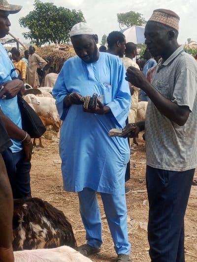 This image depicts an outdoor livestock market transaction in Zangon Aya, Nigeria. The central focus is on two adult men engaged in handling Nigerian Naira currency notes.
The man on the left, of medium-dark complexion with a beard, wears a light blue traditional tunic and matching pants, topped with a white embroidered skullcap. He is looking downwards, actively counting or organizing a thick bundle of currency notes with both hands. A pen is visible in his left chest pocket.
To his right, a man of dark complexion wears a light grey and white striped short-sleeved polo shirt, dark trousers, and a brown and white patterned skullcap. He holds a stack of currency notes in his left hand, observing the first man's actions.
Live goats and sheep are present on the dry, light brown ground around the individuals. Several white and brown animals are visible, with one black and white goat partially obscured in the immediate foreground.
In the background, numerous other individuals are visible, indicating a crowded market environment. Simple structures made of wooden poles and dried vegetation, possibly market stalls or shelters, are present. Lush green trees are visible further in the background under an overcast sky. A white and blue umbrella is also discernible in the distance. The ground is dusty and uneven.